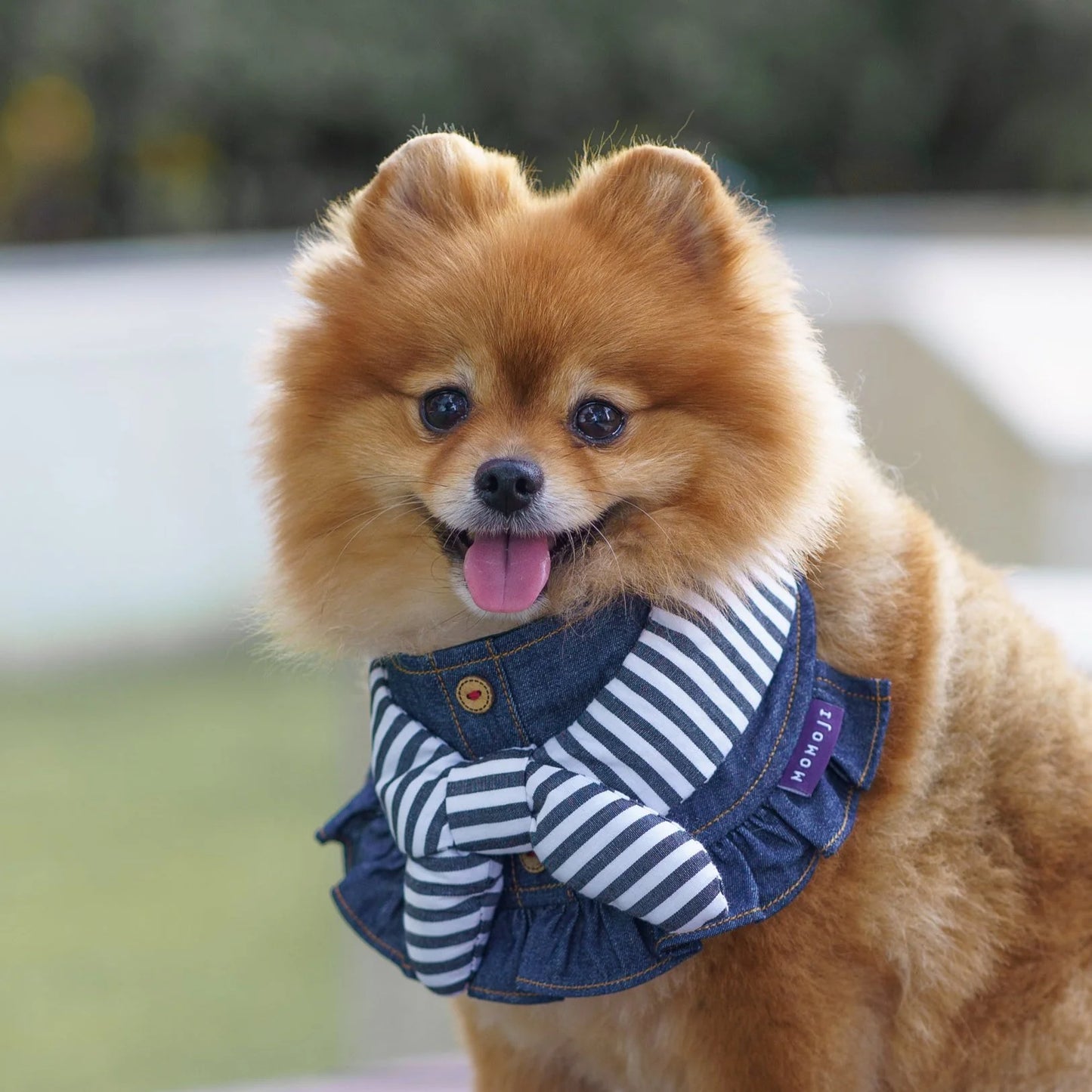 MOMOJI Michelle | Pet Neckwear
