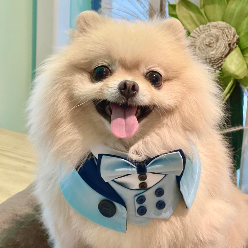 MOMOJI Kingsway | Pet Neckwear