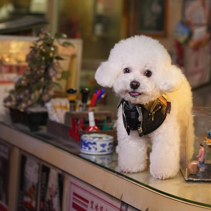 MOMOJI Shin (信一) | Pet Neckwear