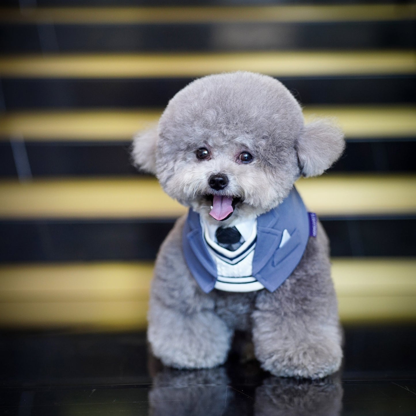MOMOJI Joseph | Pet Neckwear