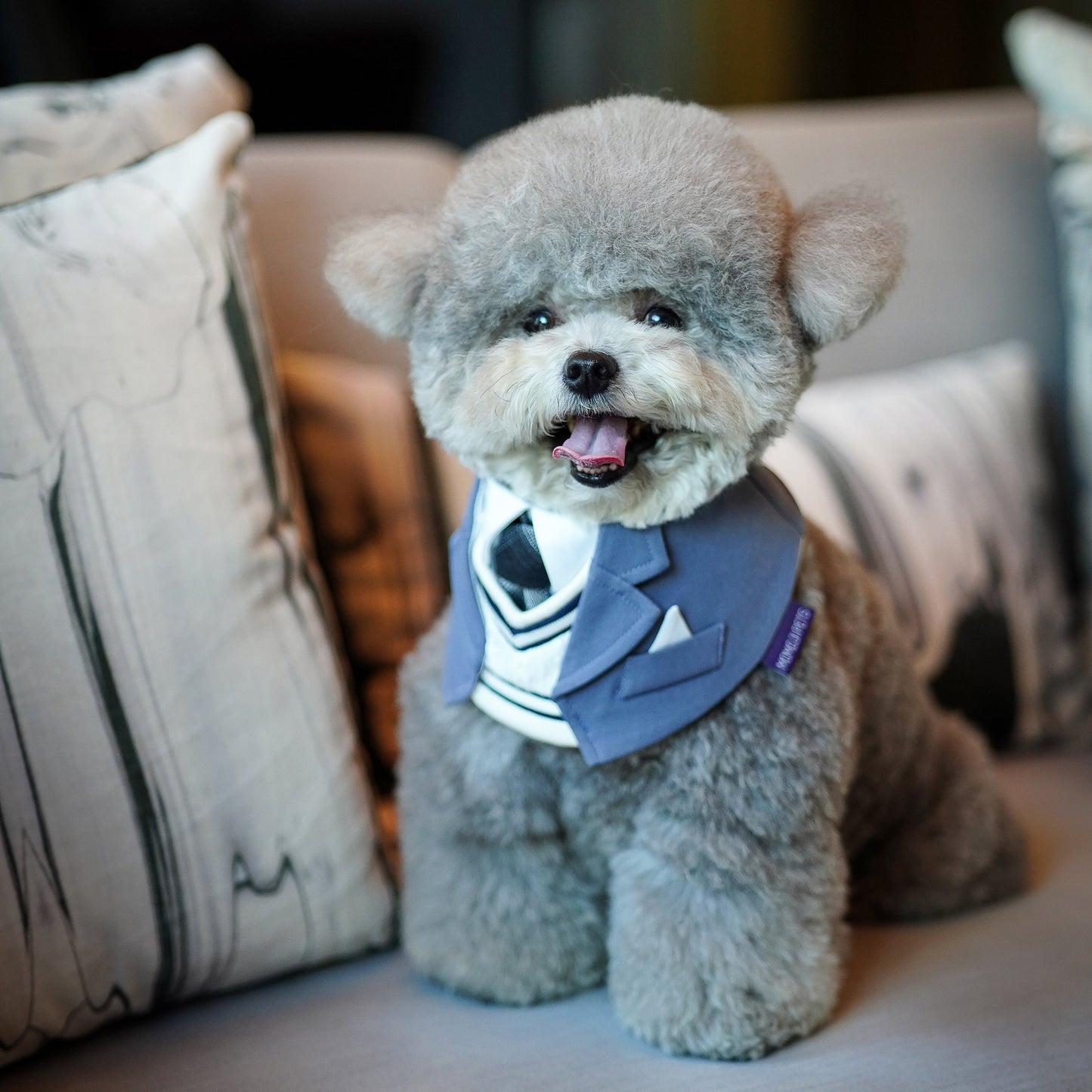 MOMOJI Joseph | Pet Neckwear