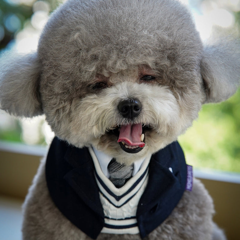 MOMOJI Joseph | Pet Neckwear