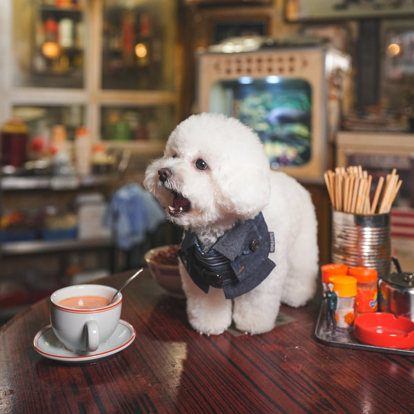 MOMOJI Lok-kwan B (洛軍) | Pet Neckwear