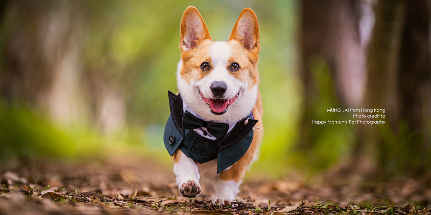 MOMOJI Kingsway | Pet Neckwear