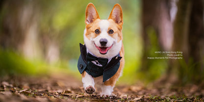 MOMOJI Kingsway | Pet Neckwear