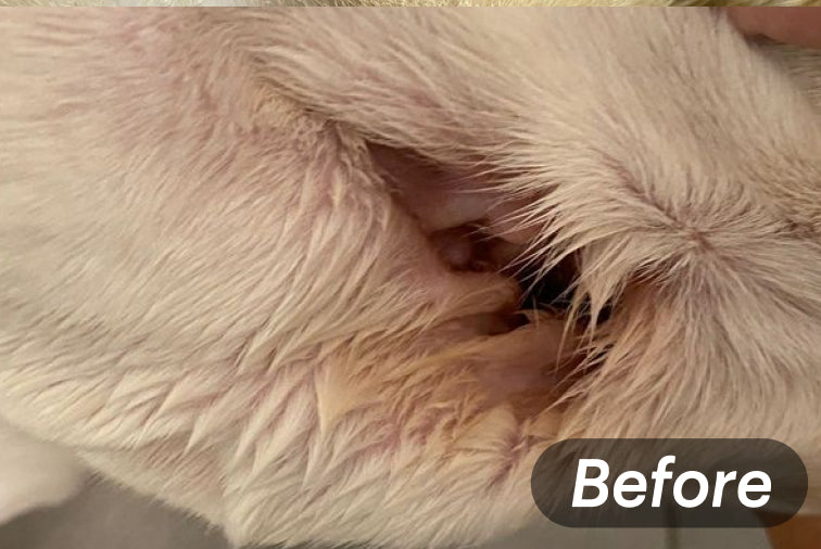 Gentle Ear Cleaner (Anti-Fungal & Anti-Inflammatory) 100ml