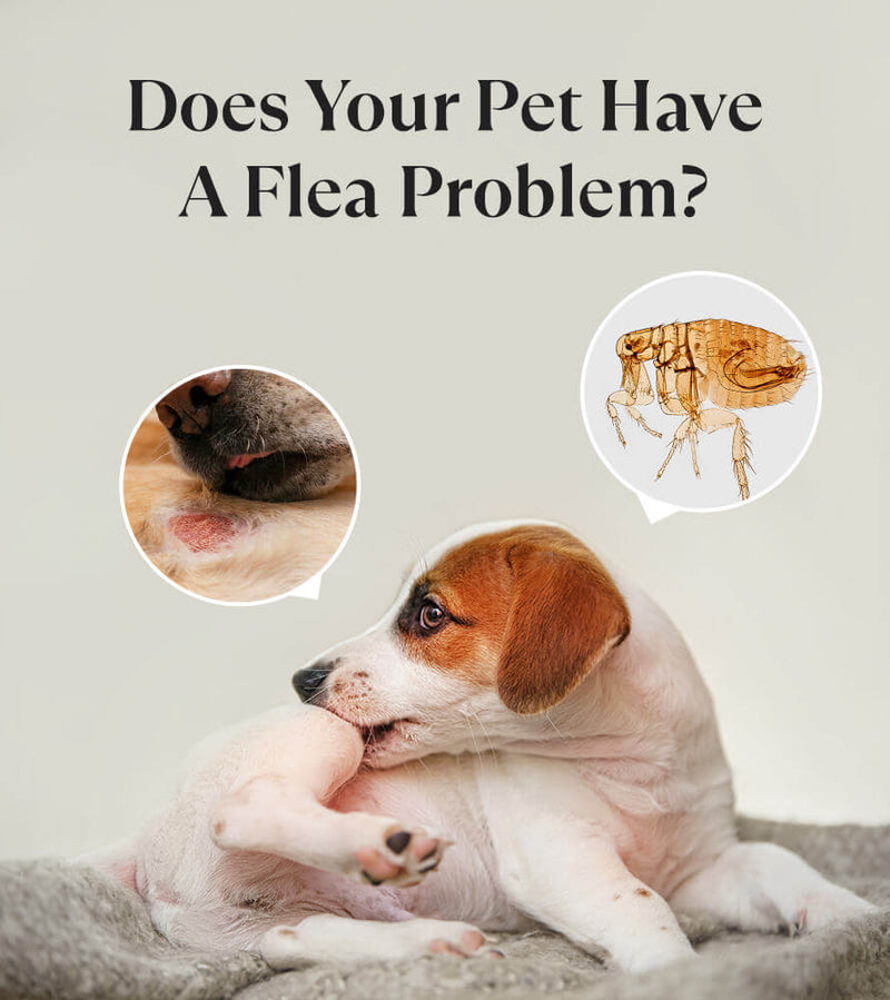 PettoGard Flea & Tick Spray (Plant-Based Ingredients) DEET-Free 120ml
